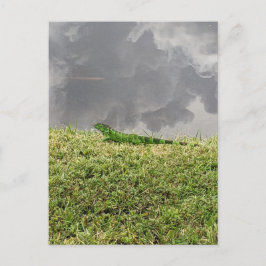 Florida Iguana Postcard Vykort