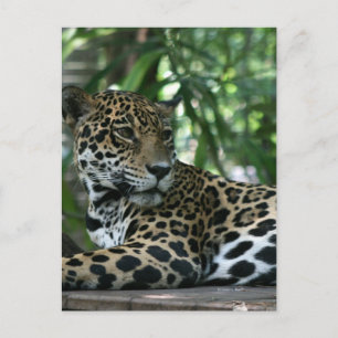Florida Jaguar tittar tillbaka medan den ligger ne Vykort