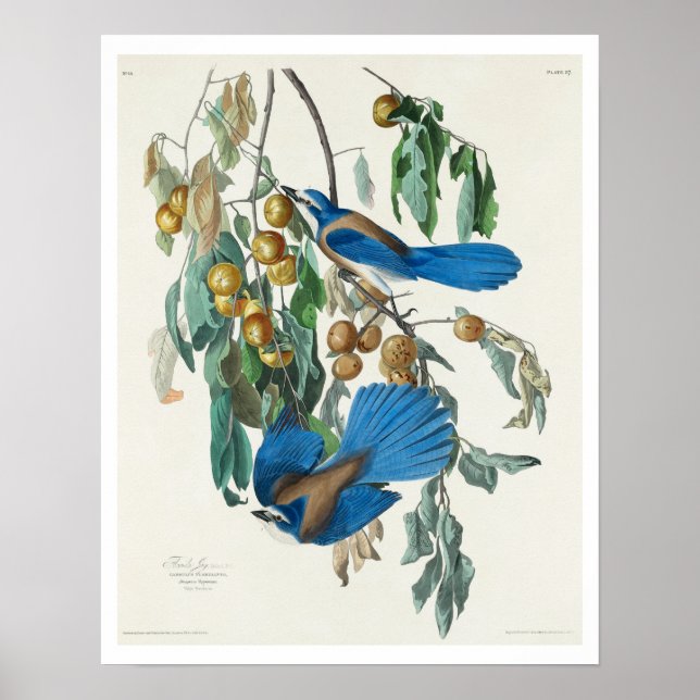 Florida Jay by Audubon Poster (Framsidan)