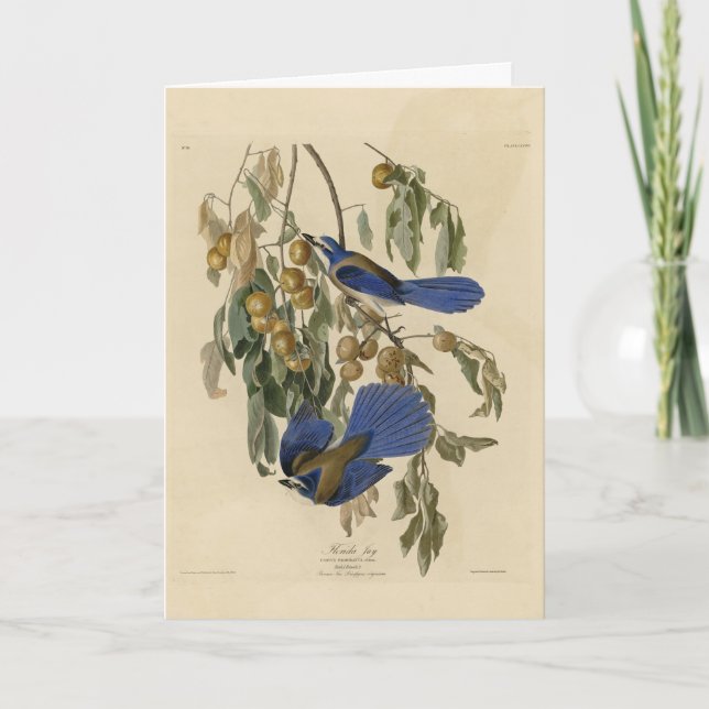 Florida Jay (SCrub-Jay) Audubon's Birds of America Kort (Framsida)