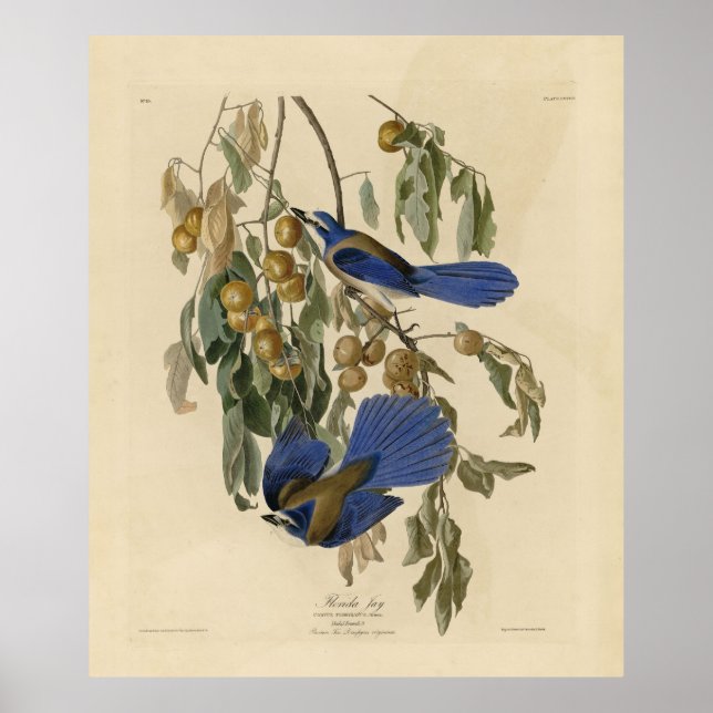Florida Jay (SCrub-Jay) Audubon's Birds of America Poster (Framsidan)