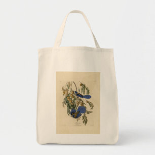 Florida Jay (SCrub-Jay) Audubon's Birds of America Tygkasse