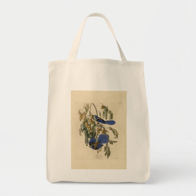 Florida Jay (SCrub-Jay) Audubon's Birds of America Tygkasse (Framsidan)