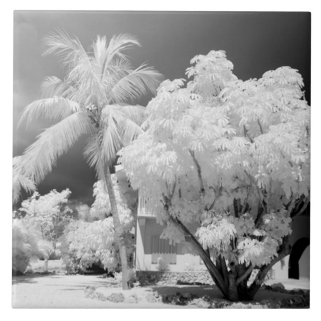Florida Keys hus och dess palmer, USA. 2 Kakelplatta (Framsidan)