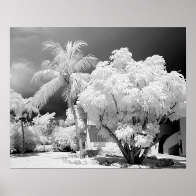Florida Keys hus och dess palmer, USA. 2 Poster (Framsidan)