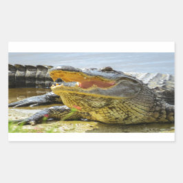 Florida Krokodiler Ansikte till ansikte Rektangulärt Klistermärke