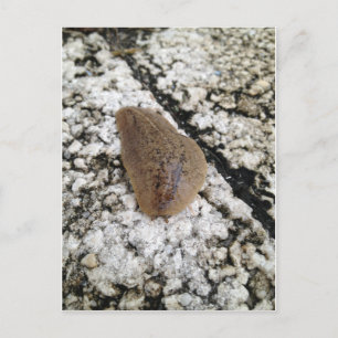 Florida Leatherleaf Slug Vykort