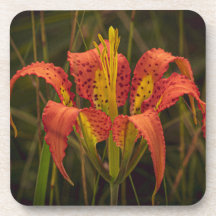 "Florida Lily" Underlägg uppsättning 6