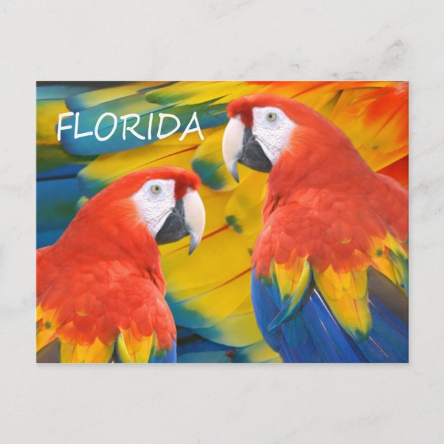 Florida Macaws Vykort (Framsida)