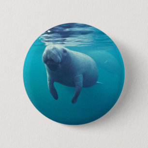 Florida Manatee Knapp