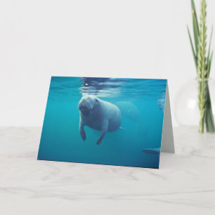 Florida Manatee Kort