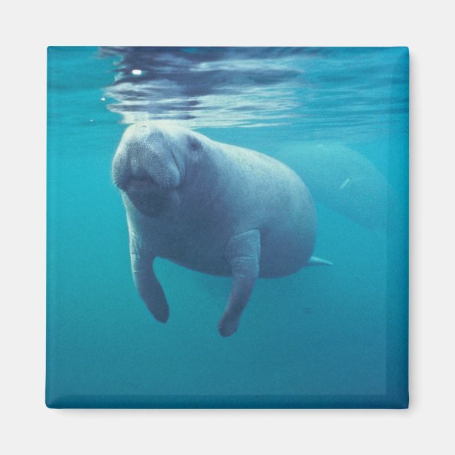 Florida Manatee Magnet (Framsidan)