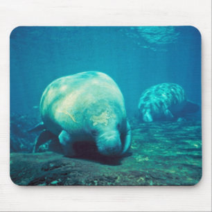 Florida Manatee Musmatta