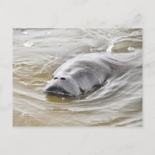 Florida Manatee Ormond Beach Postcard Vykort