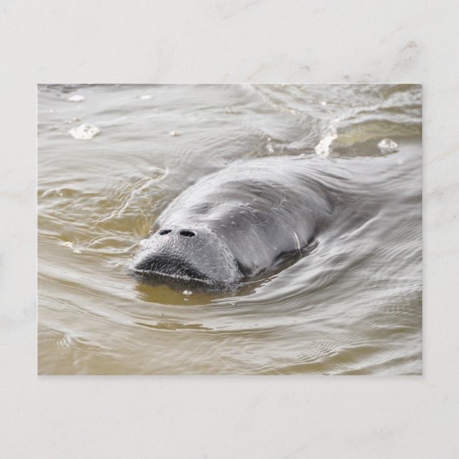 Florida Manatee Ormond Beach Postcard Vykort (Framsida)