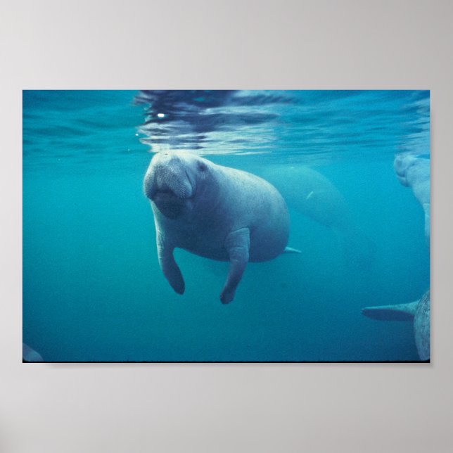 Florida Manatee Poster (Framsidan)