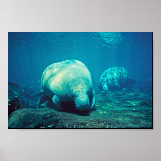 Florida Manatee Poster (Framsidan)