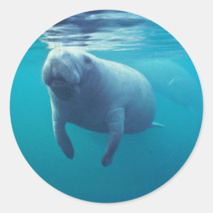 Florida Manatee Runt Klistermärke