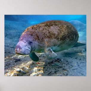 Florida Manatee vid Crystal River FL Poster