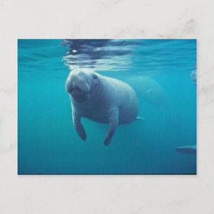 Florida Manatee Vykort