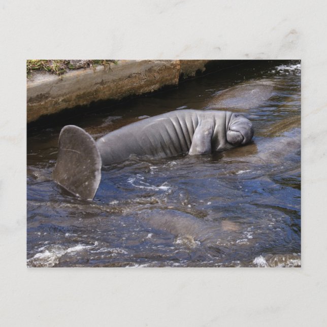 Florida Manatees (Trichechus manatus latirostris) Vykort (Framsida)