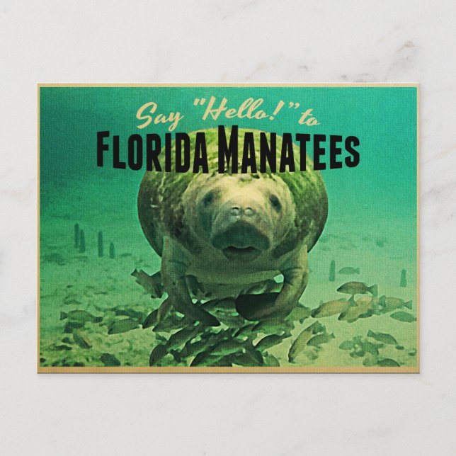 Florida Manatees Vykort (Framsida)