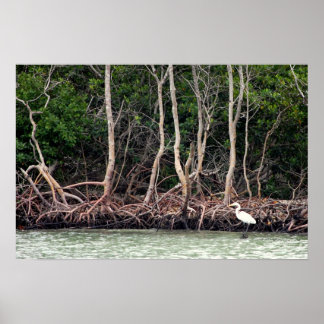 Florida Mangroves Poster