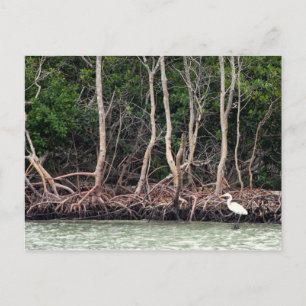 Florida Mangroves Vykort