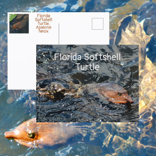Florida Mjuksköldpadda Vilt Fotografisk Vykort