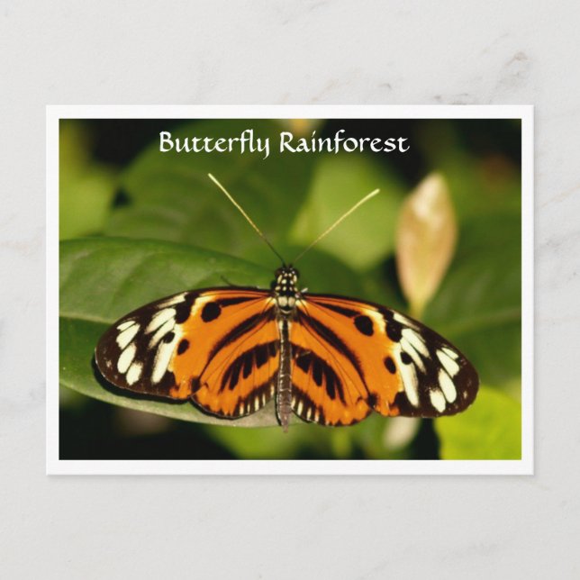 Florida Museum Butterfly Rainforest Postcard Vykort (Framsida)