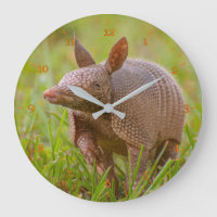 Florida Nine banded armadillo