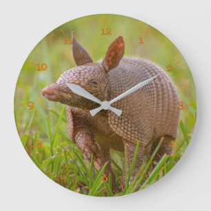 Florida Nine banded armadillo Stor Klocka