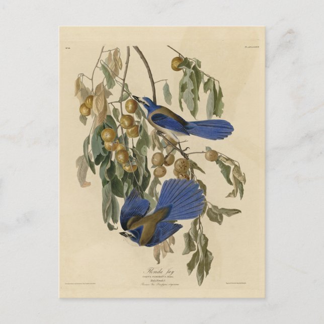 Florida nötskrika (Scrub-Jay) Audubon's Birds of A Vykort (Framsida)