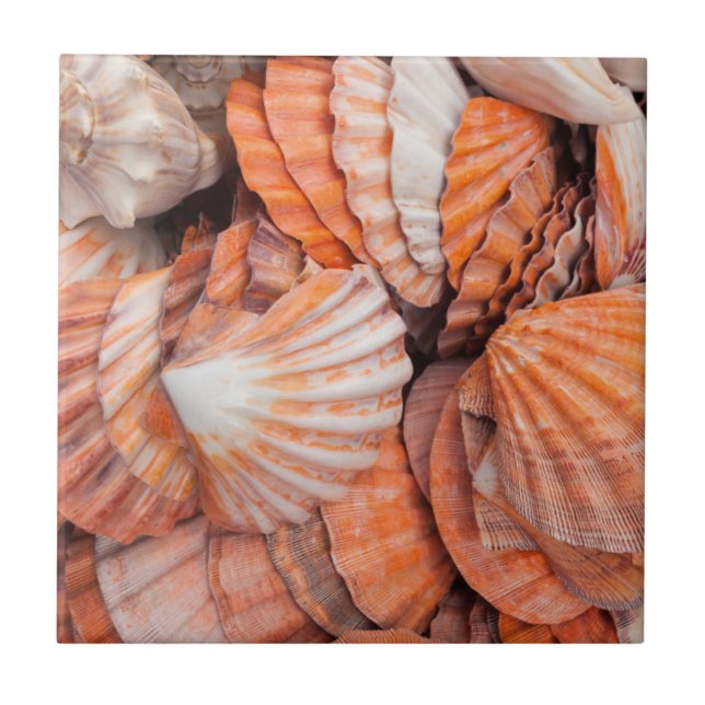 Florida Nycklar, Nyckel, Väster, sjöceller Kakelplatta (Framsidan)