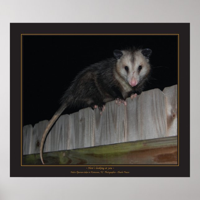 Florida Opossum Poster (Framsidan)