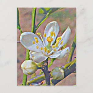 Florida Orange Blommar Vykort