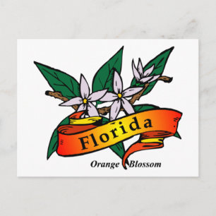 Florida Orange Blommar Vykort