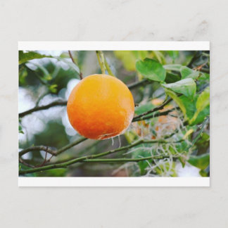 Florida Orange Post Card Vykort