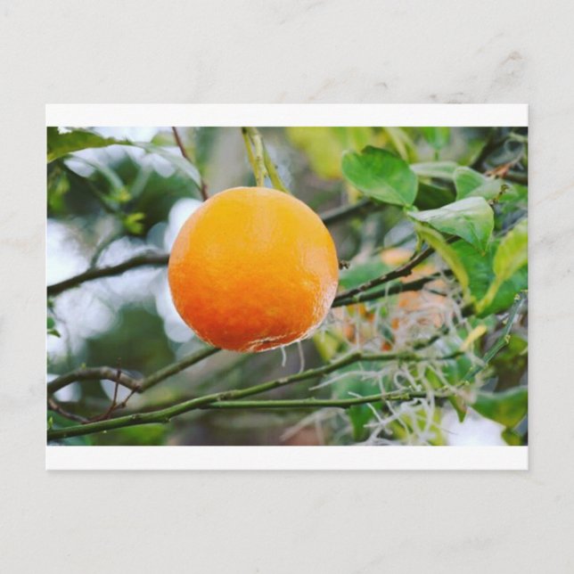 Florida Orange Post Card Vykort (Framsida)
