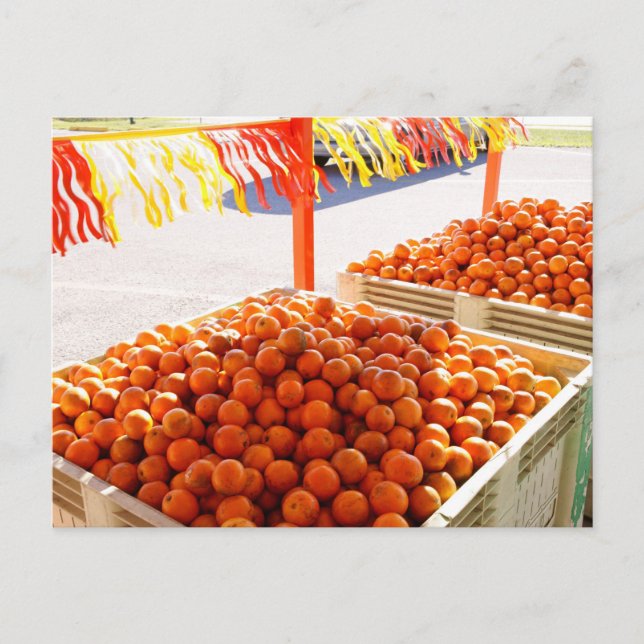 Florida Oranges Vykort (Framsida)