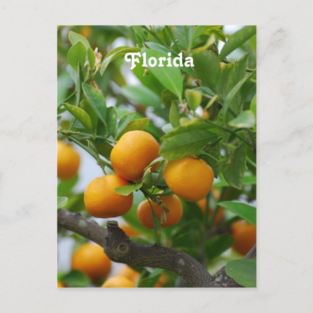 Florida Oranges Vykort (Framsida)