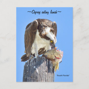 Florida Osprey Hawk äter fisk Postcard Vykort