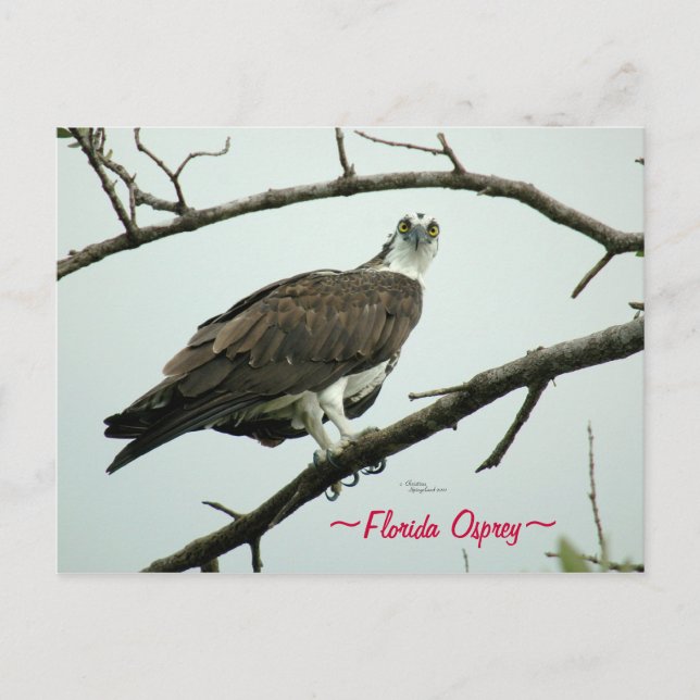 Florida Osprey Postcard Vykort (Framsida)