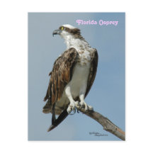 Florida osprey poste Postcard