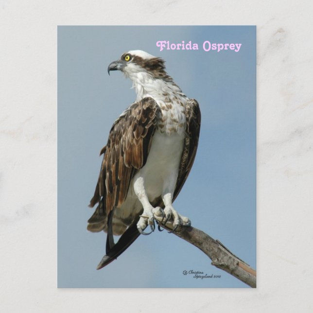 Florida osprey poste Postcard Vykort (Framsida)