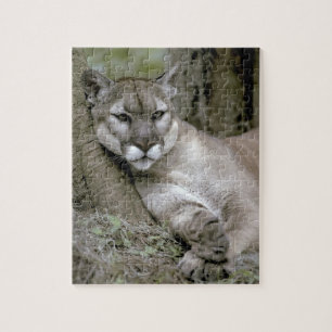 Florida panter, Felis concolor coryi, Pussel