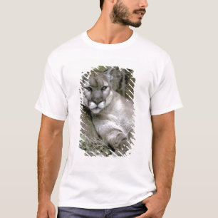 Florida panter, Felis concolor coryi, Tee Shirt