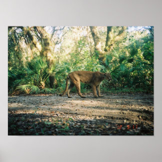 Florida Panter i skog Poster