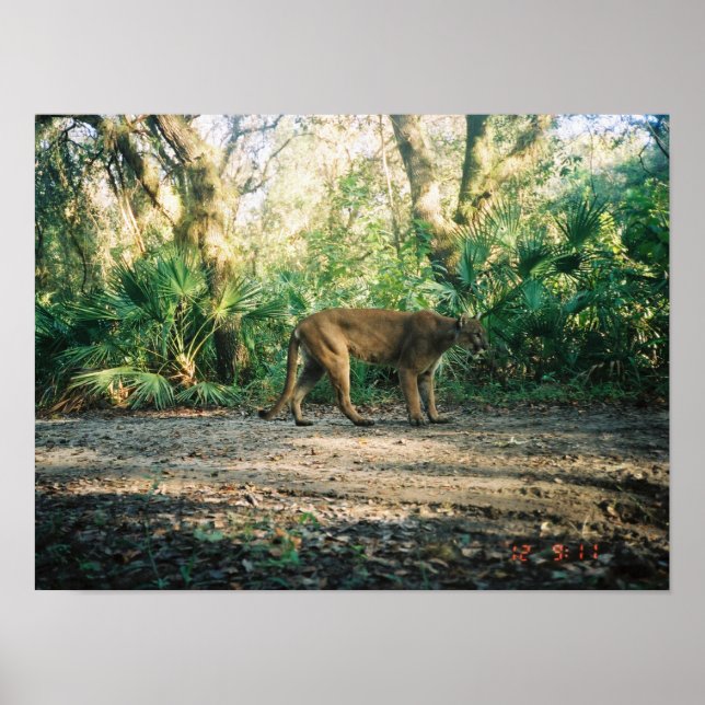 Florida Panter i skog Poster (Framsidan)