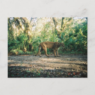 Florida panter i skog vykort